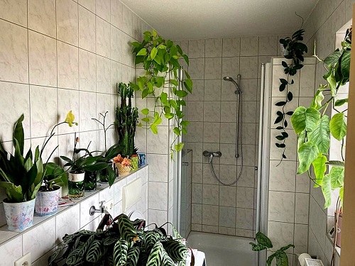 Avoid Overcrowding Plants in the Bathroom