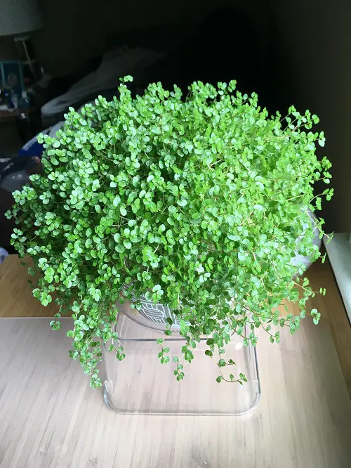Best and Worst Child-Friendly Plants 5