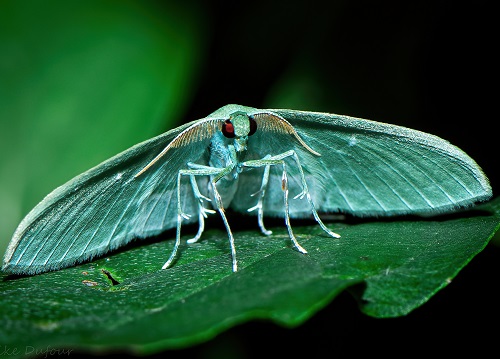 Blue Moths You Could See in the Garden