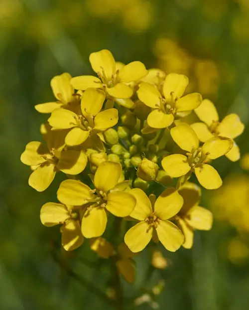 Four-petaled yellow flowers 