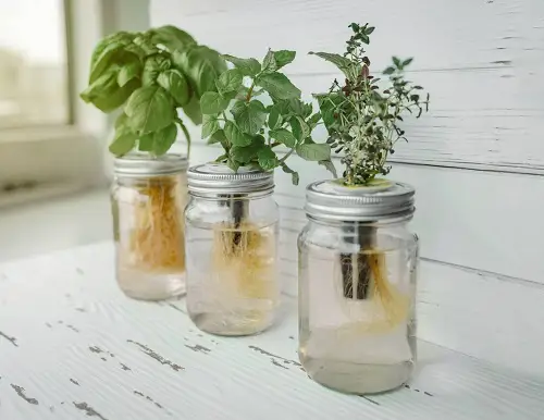 Grow Herbs Year Round Without Soil 