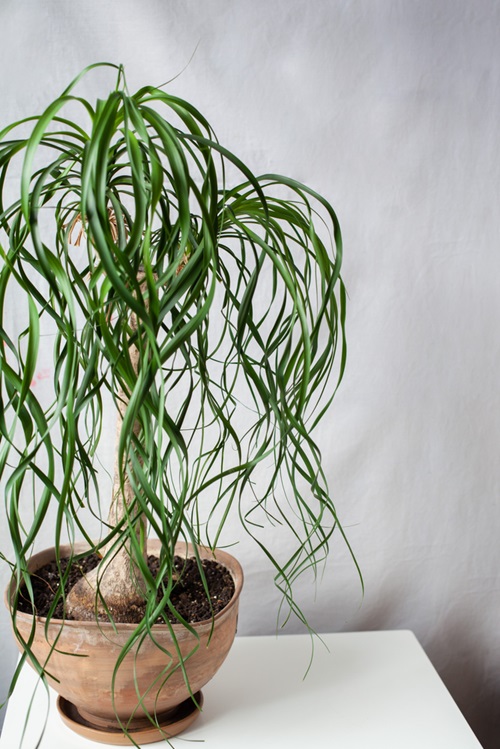 Small Palm Tree for small space