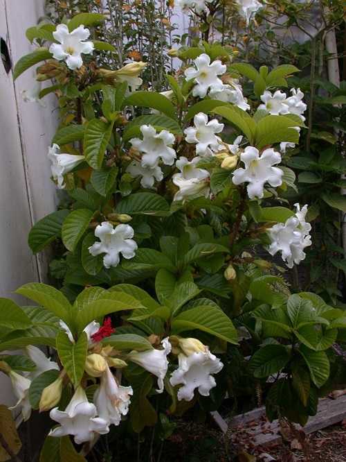 Vines with White Trumpet Flowers