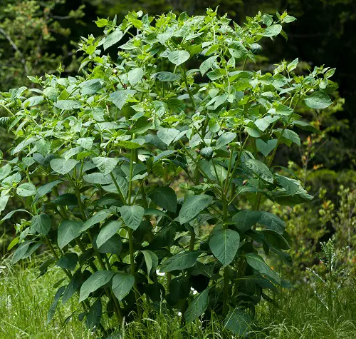 Best and Worst Child-Friendly Plants 38