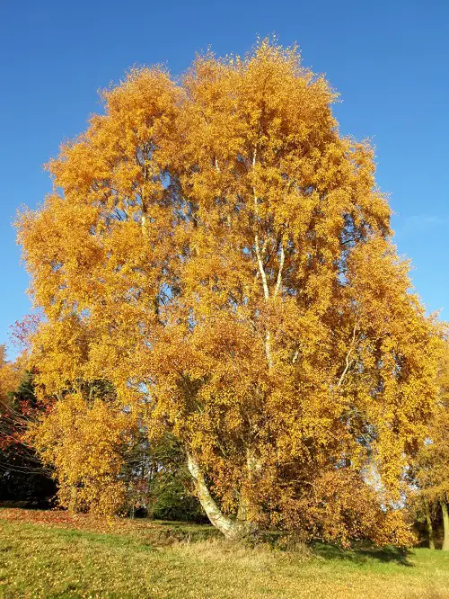 Trees With An S in the start