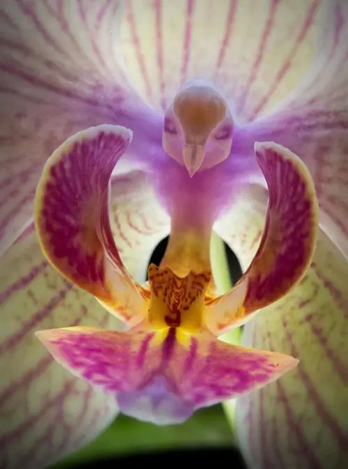 Orchids that Look Like Bird head