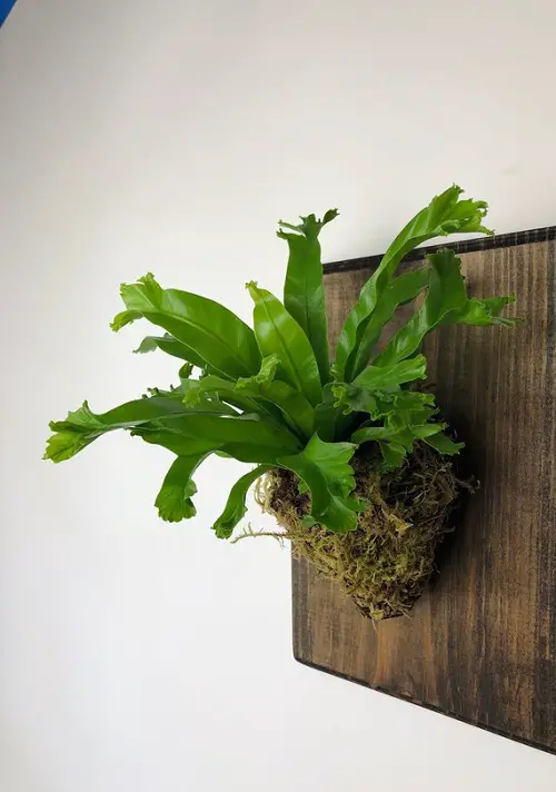 Ferns for Mounting on the Wall