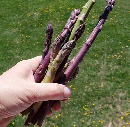 best Colourful and Flavorful Black Vegetables You Can Grow