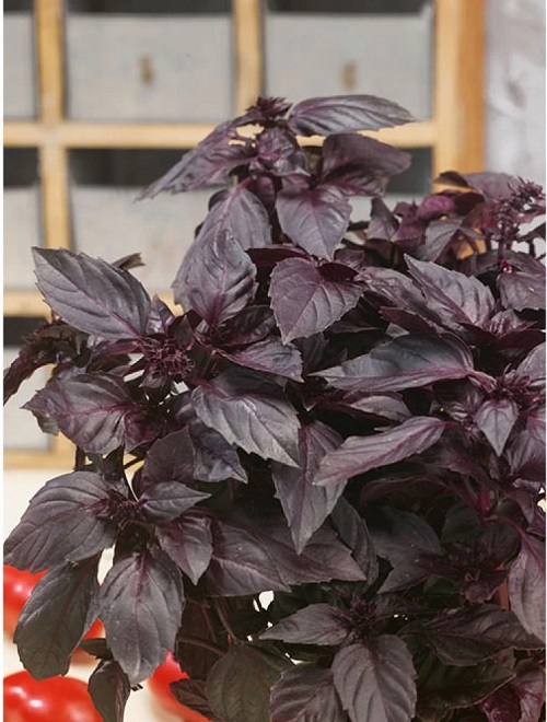 Grow Your Own Black Vegetables for Flavour and Colour
