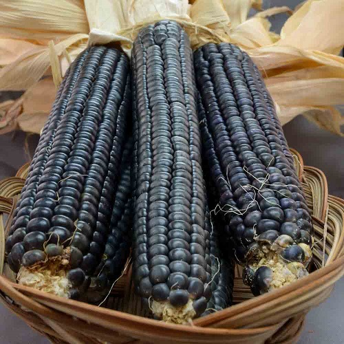 Black Vegetables You Can Grow for Taste and Color