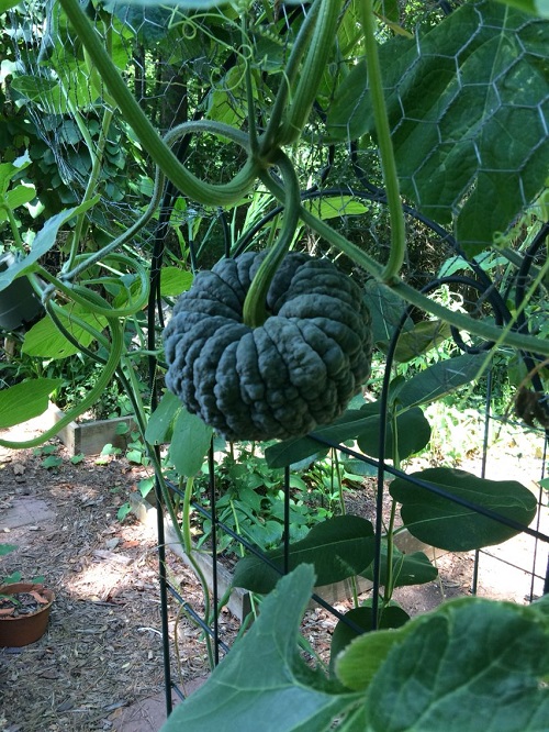 Black Vegetables in garden