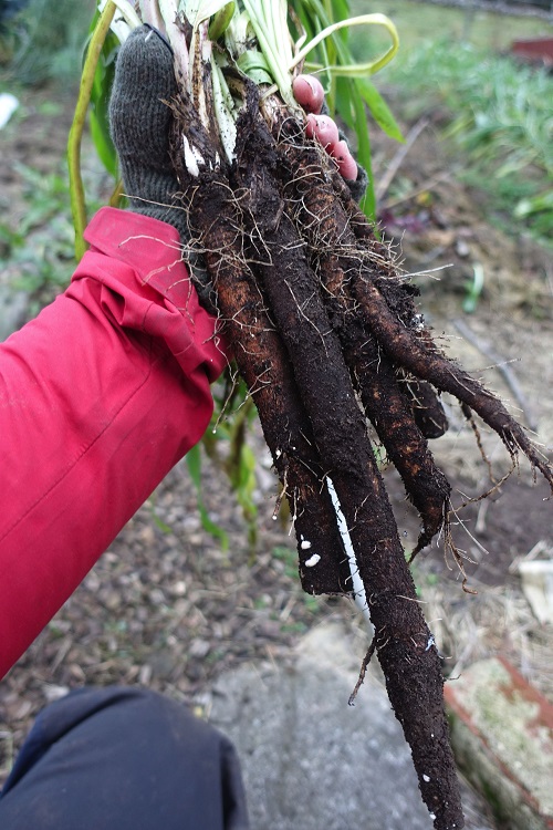 top best Black Vegetables 9