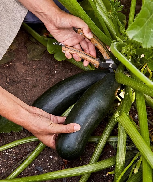 Colourful and Flavorful Black Vegetables You Can Grow