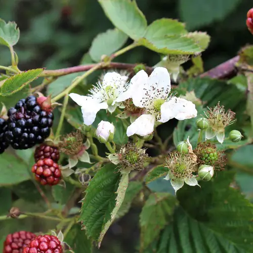 More Blackberry Flowers for Better Harvest 2