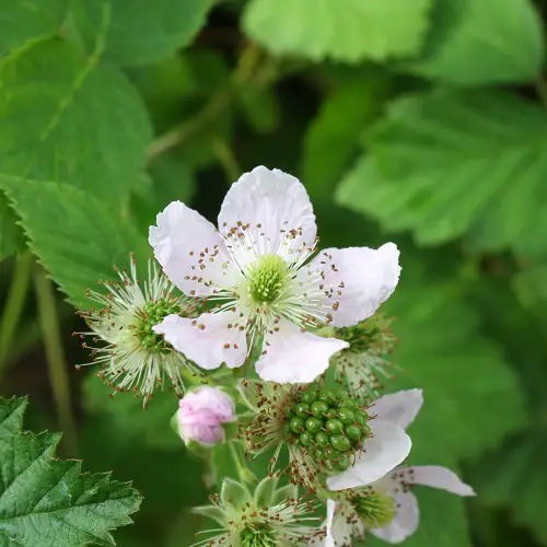 When Do Blackberries Bloom and Fruit