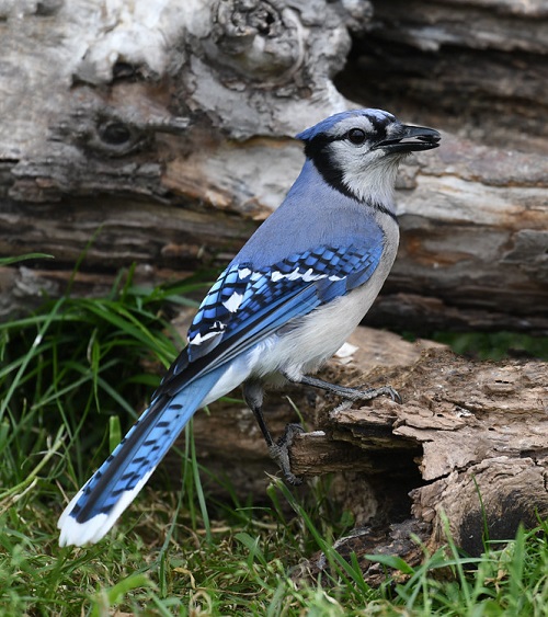 Blue Jay Sightings in Unusual Places