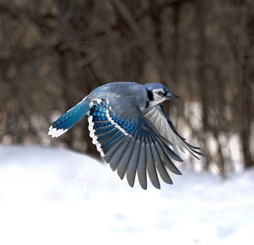 Blue Jays in Dreams