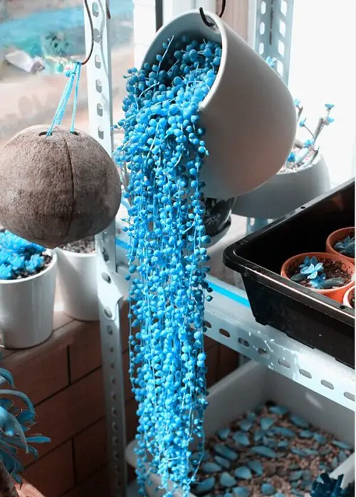Blue String of Pearls Plant hanging 2