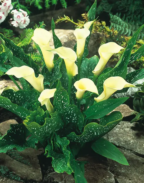 Beautiful Ivory Flowers