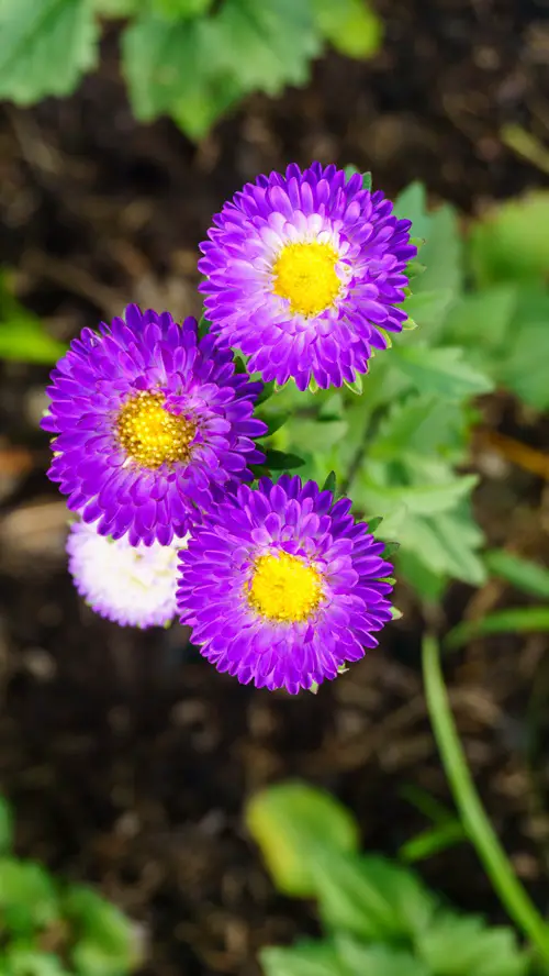 Best Purple Flowers With Yellow Center 11