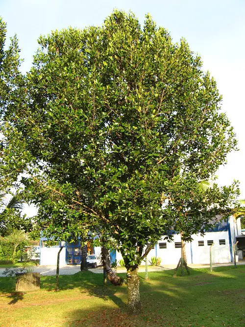 best Trees That Start With S 33