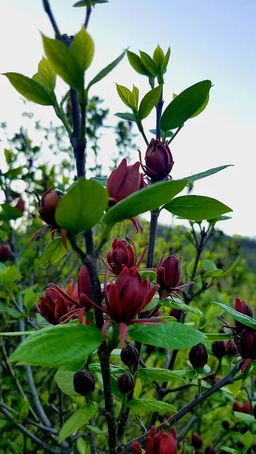 Top best Burgundy Flowers in garden
