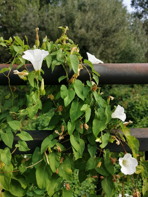 Vines with White Trumpet Flowers 4