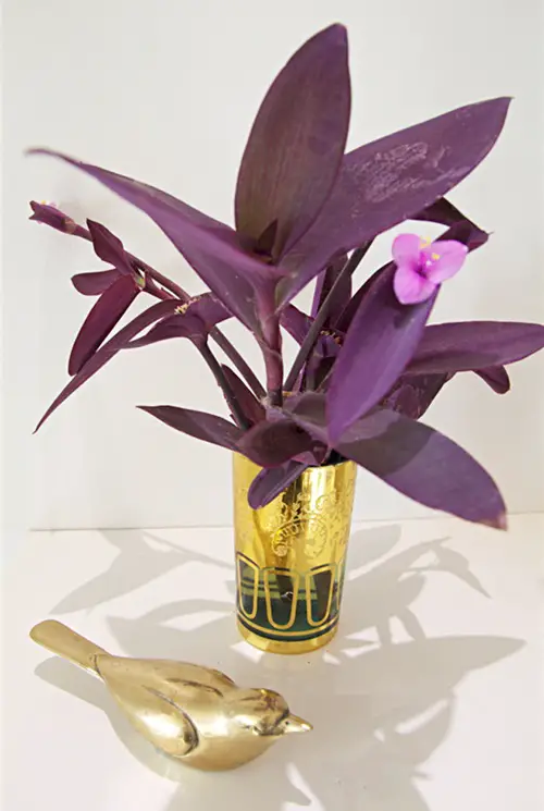 Can Purple Heart Plant Live in Water Forever