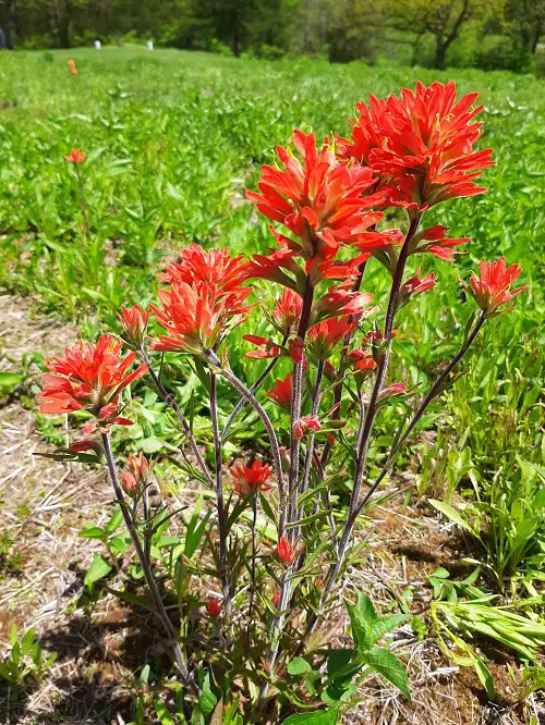 beautiful Some of the Best Orange Wildflowers for Your Yard