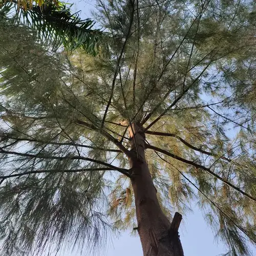  Trees That Start With S