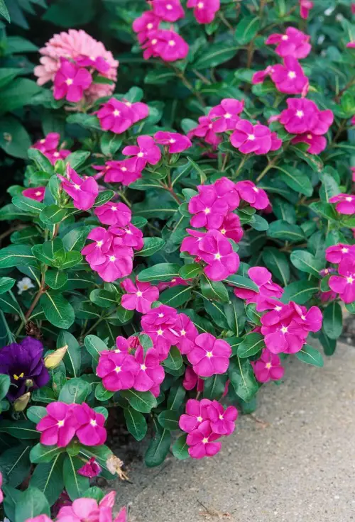 Purple Annual Flowers