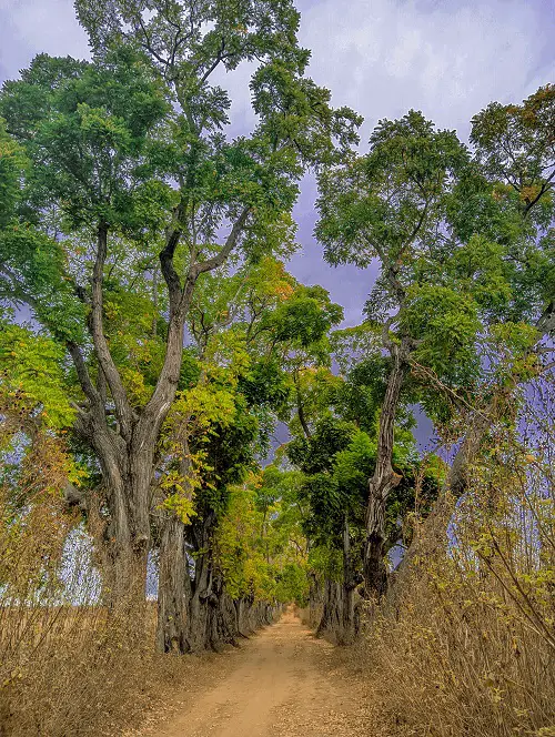 beautiful Trees That Start With S