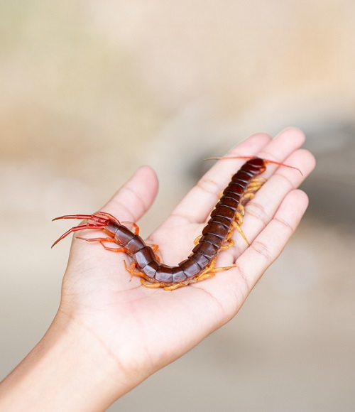 Significance of Centipede in Different Cultures