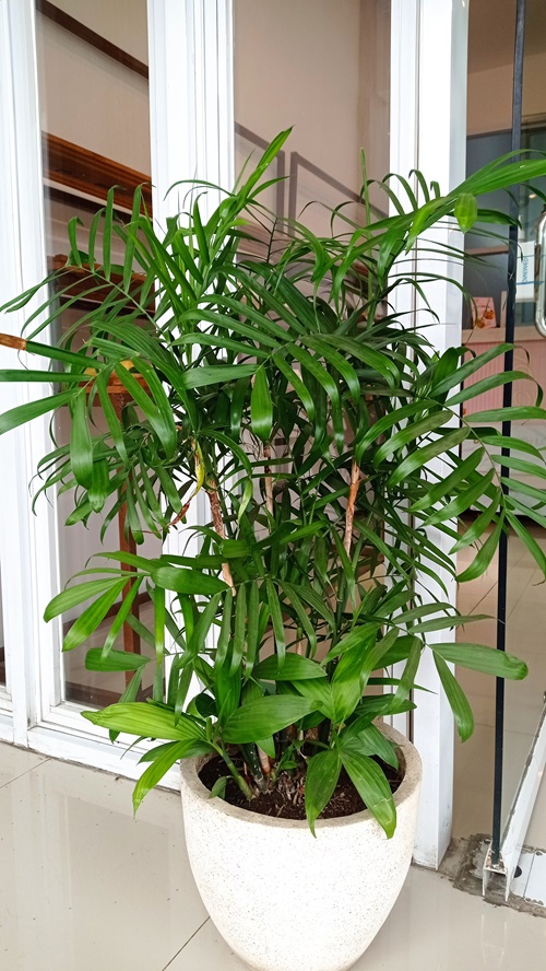 best Small Palm Tree 3