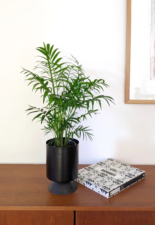 best most Plants for Office With No Windows 9