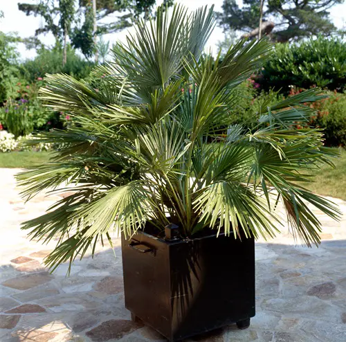 lovely Small Palm Trees 14