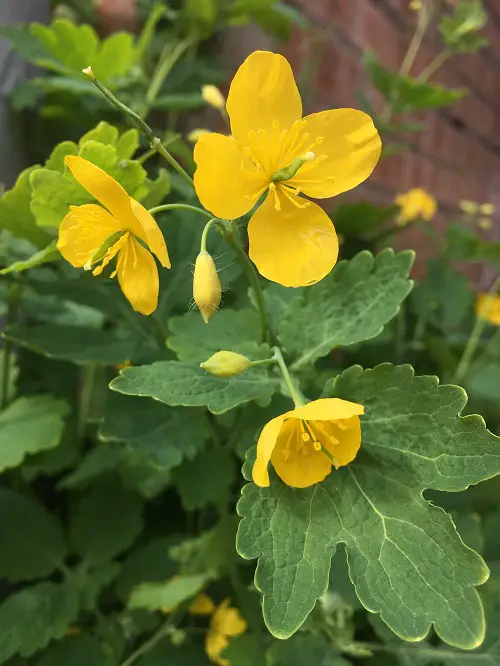 Flowers That Look Like Poppies
