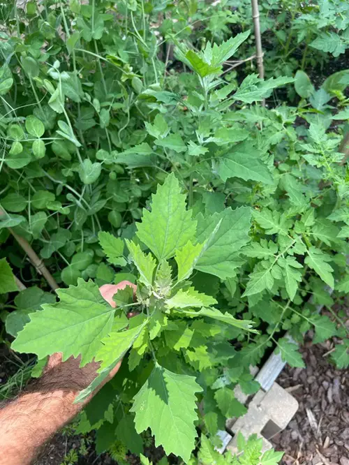 Weeds That Remind Them of Squash Plants