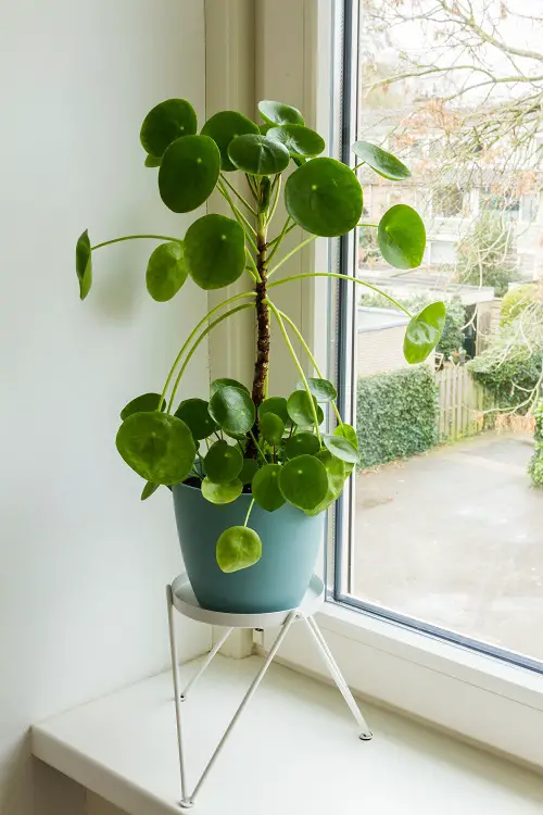 Best and Worst Child-Friendly Plants 9