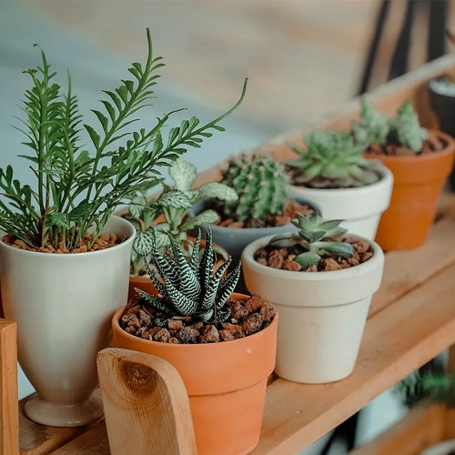 Choose Compact, Slow Growing, and Forgiving Varieties