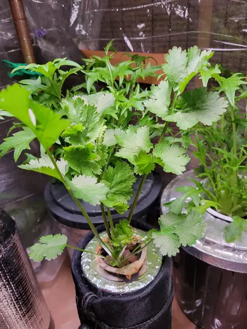 best Herbs Perfect for Kratky Method