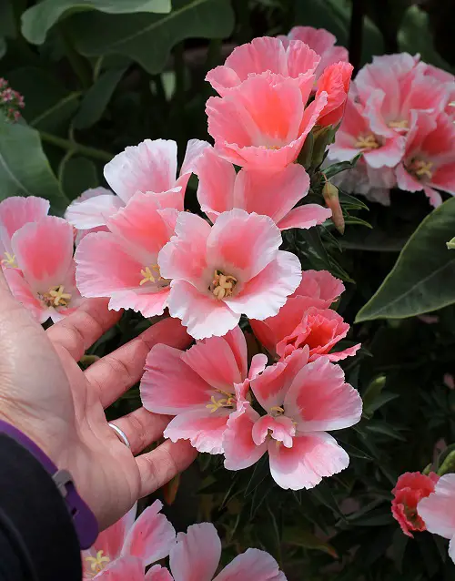 lovely Poppies-Resembling Flowers