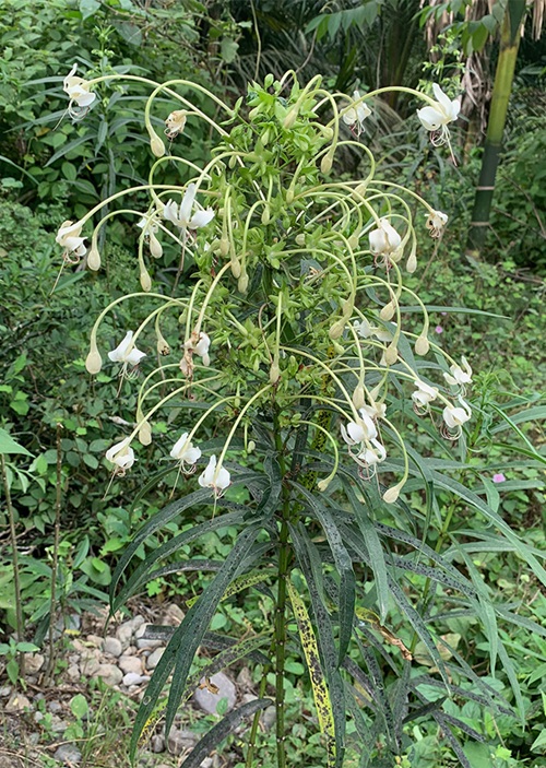 top Tropical Evergreen Shrubs of the Verbena Family