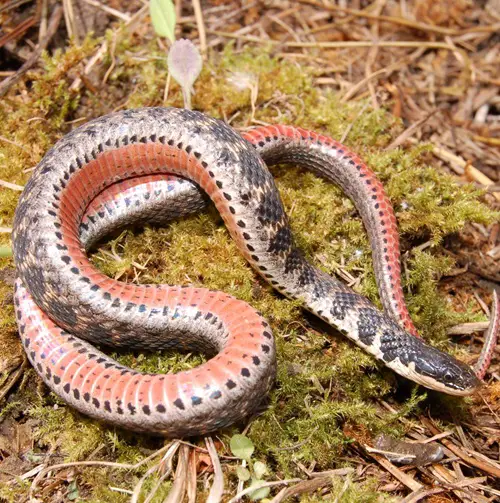 lovely Water Snakes in Ohio 5