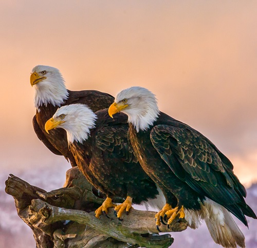Common Interpretations of Seeing a Bald Eagle