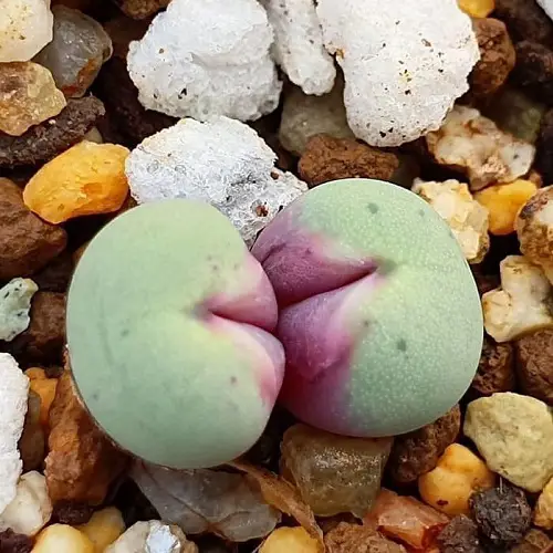 Succulents that Look Like Lips 1