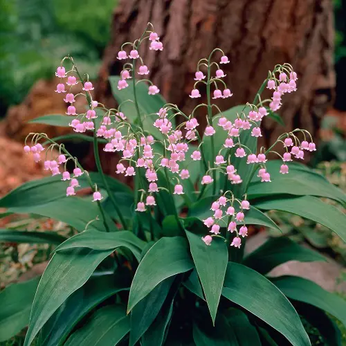 Lily of the Valley Best German Flowers