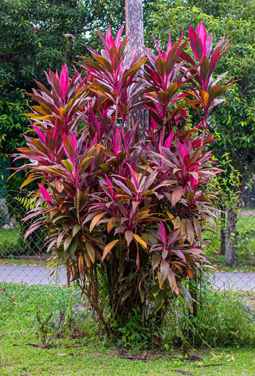 Pink Leaf Outdoor Plants for Year Round Color 1