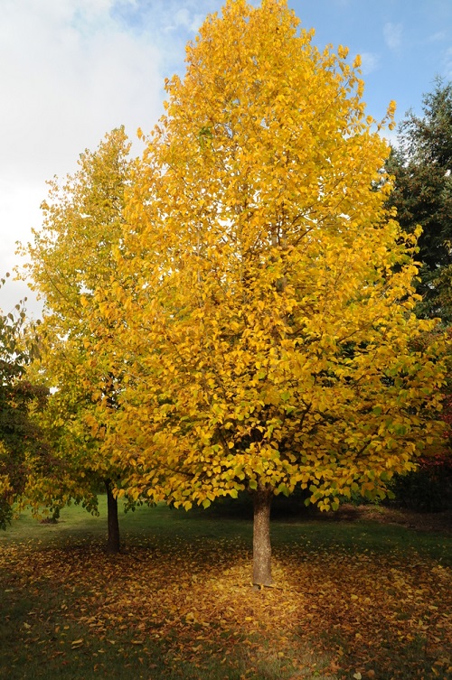 Gorgeous Trees with the Letter T