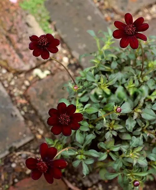 Top Stunning Burgundy Flowers